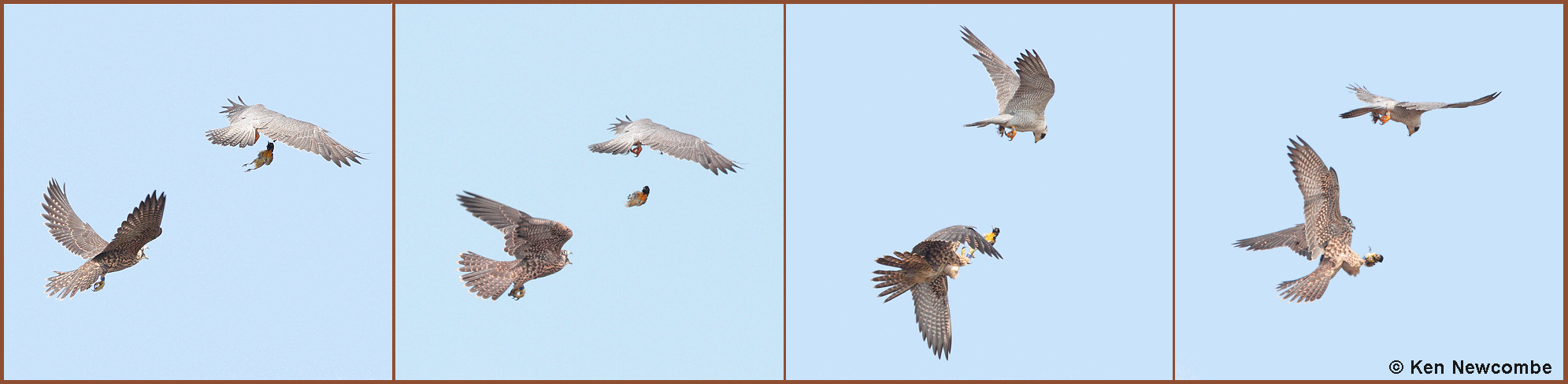 Peregrine Falcon and Baltimore Oriole